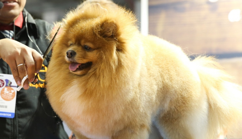 Pet South America