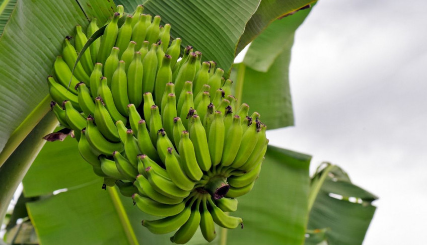 ASN São Paulo - Agência Sebrae de Notícias