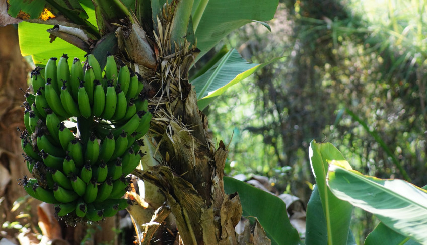 ASN São Paulo - Agência Sebrae de Notícias
