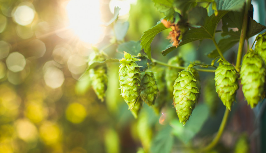 ASN São Paulo - Agência Sebrae de Notícias