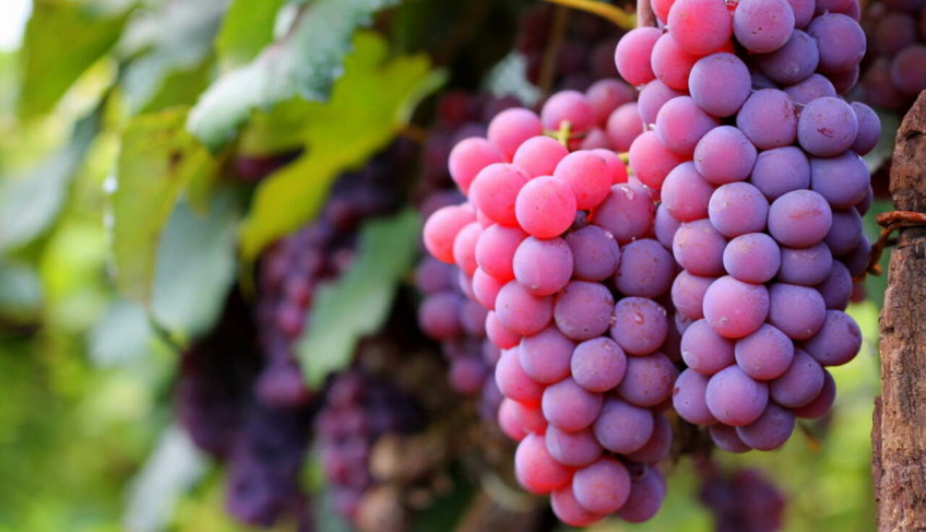 ASN São Paulo - Agência Sebrae de Notícias