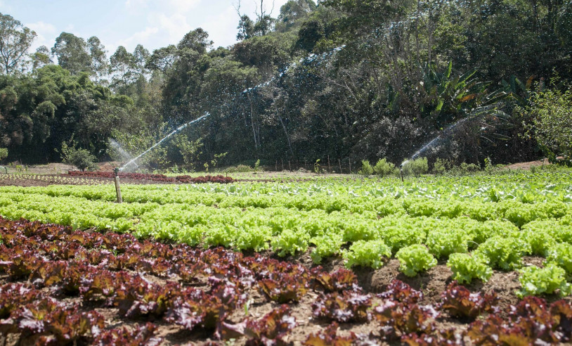 ASN São Paulo - Agência Sebrae de Notícias
