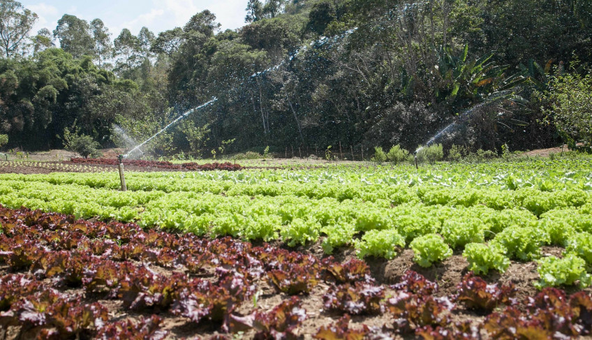 ASN São Paulo - Agência Sebrae de Notícias