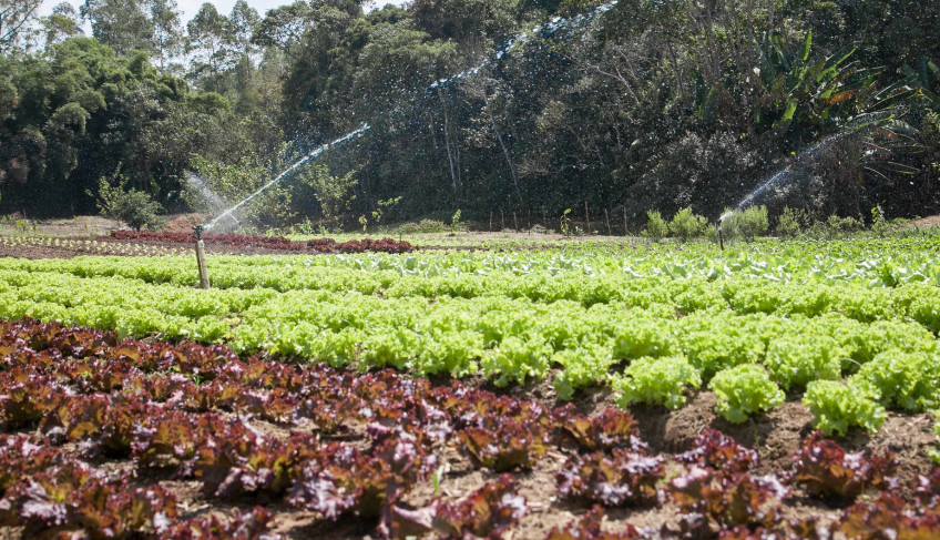 ASN São Paulo - Agência Sebrae de Notícias