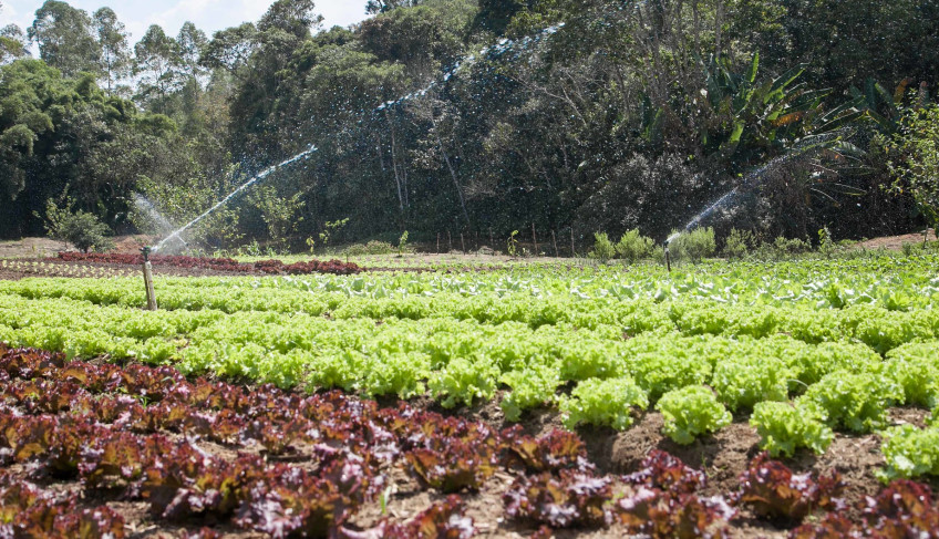 ASN São Paulo - Agência Sebrae de Notícias