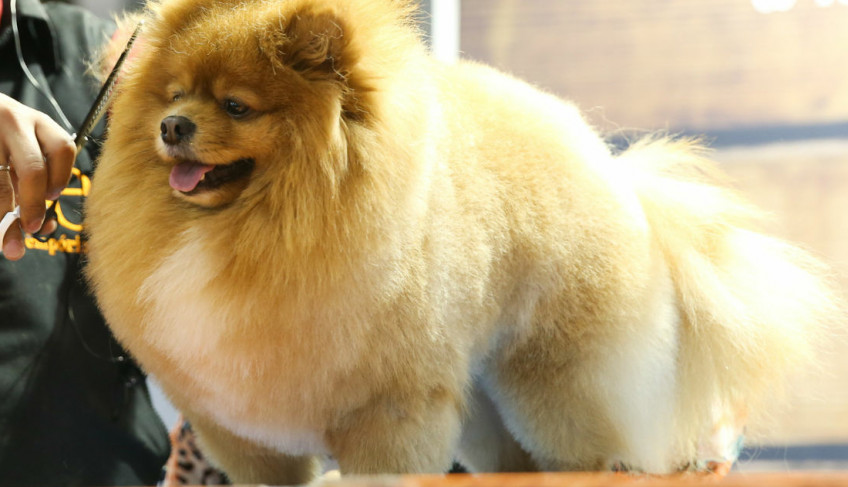 ASN São Paulo - Agência Sebrae de Notícias