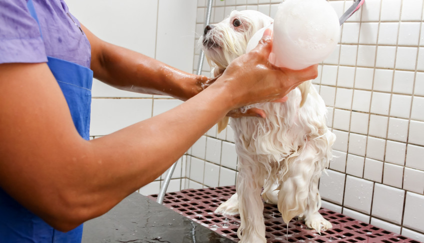 ASN São Paulo - Agência Sebrae de Notícias