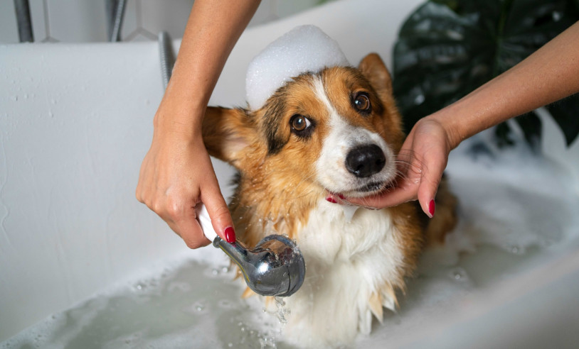 ASN São Paulo - Agência Sebrae de Notícias