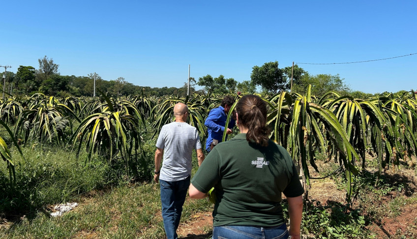 ASN São Paulo - Agência Sebrae de Notícias