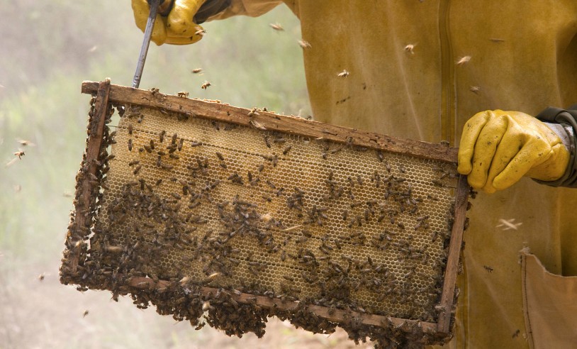 ASN São Paulo - Agência Sebrae de Notícias