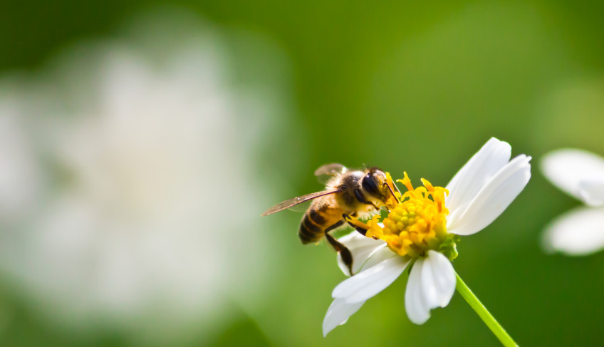 ASN São Paulo - Agência Sebrae de Notícias