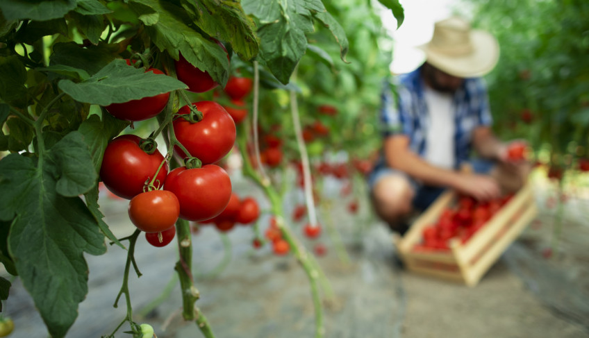 ASN São Paulo - Agência Sebrae de Notícias