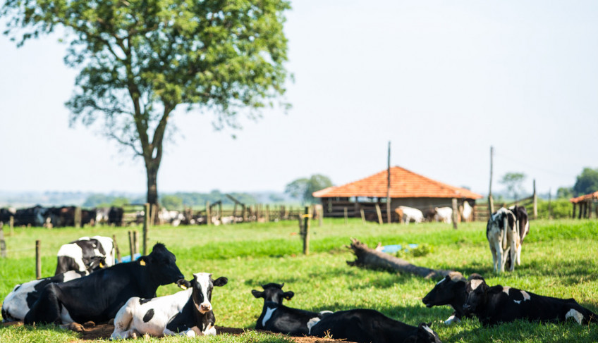 ASN São Paulo - Agência Sebrae de Notícias