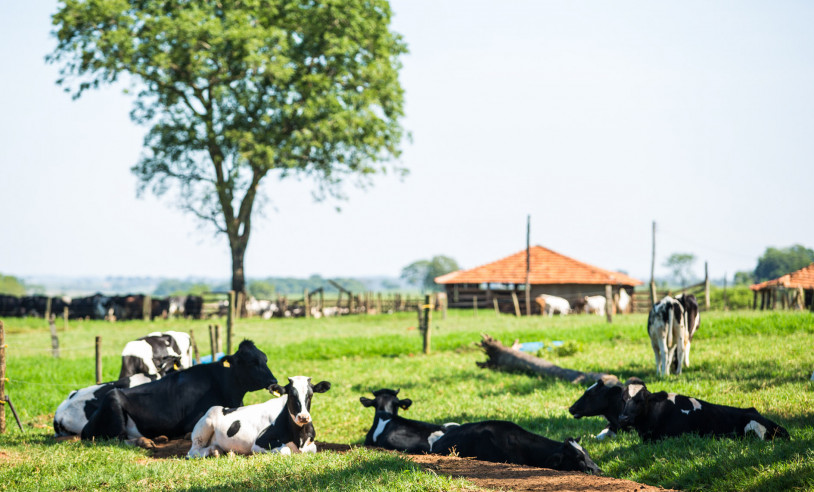 ASN São Paulo - Agência Sebrae de Notícias