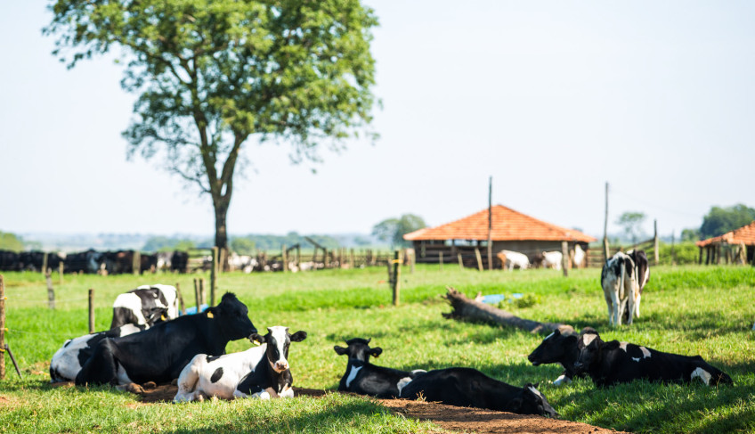 ASN São Paulo - Agência Sebrae de Notícias