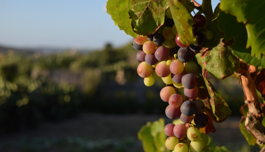 ASN São Paulo - Agência Sebrae de Notícias