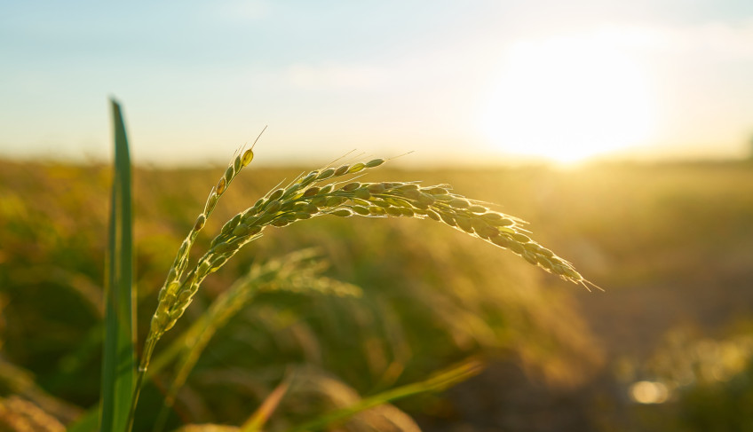 ASN São Paulo - Agência Sebrae de Notícias