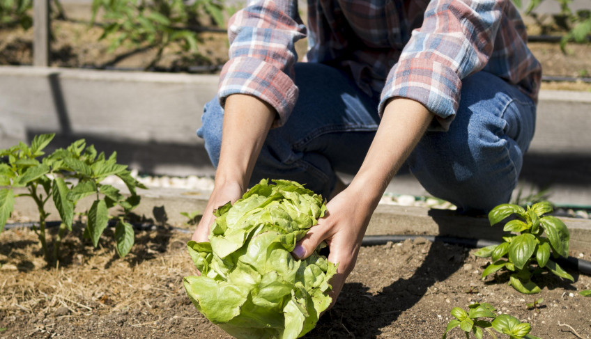 ASN São Paulo - Agência Sebrae de Notícias