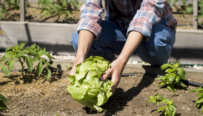 ASN São Paulo - Agência Sebrae de Notícias
