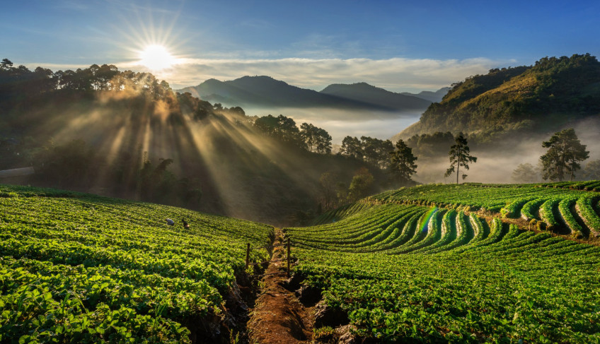 plantação de café