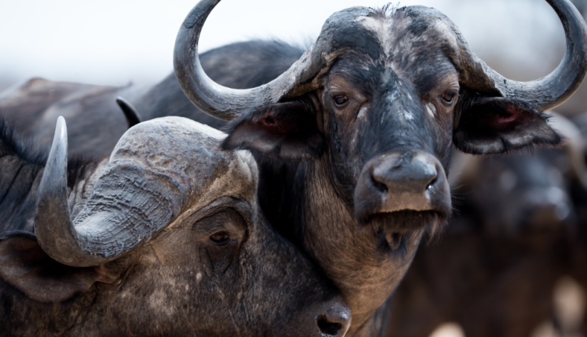 ASN São Paulo - Agência Sebrae de Notícias