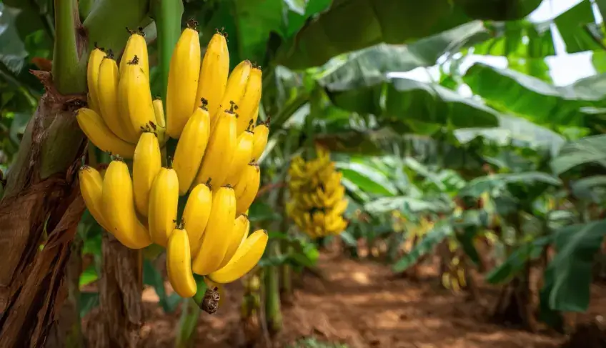 ASN São Paulo - Agência Sebrae de Notícias