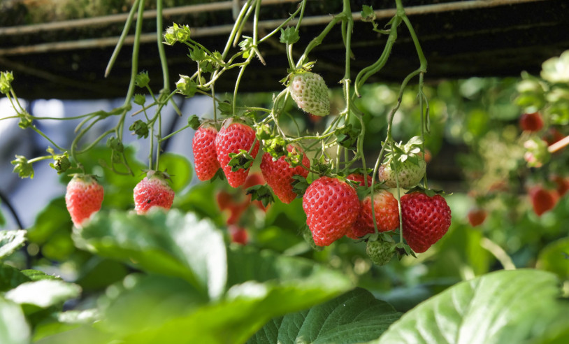 morango